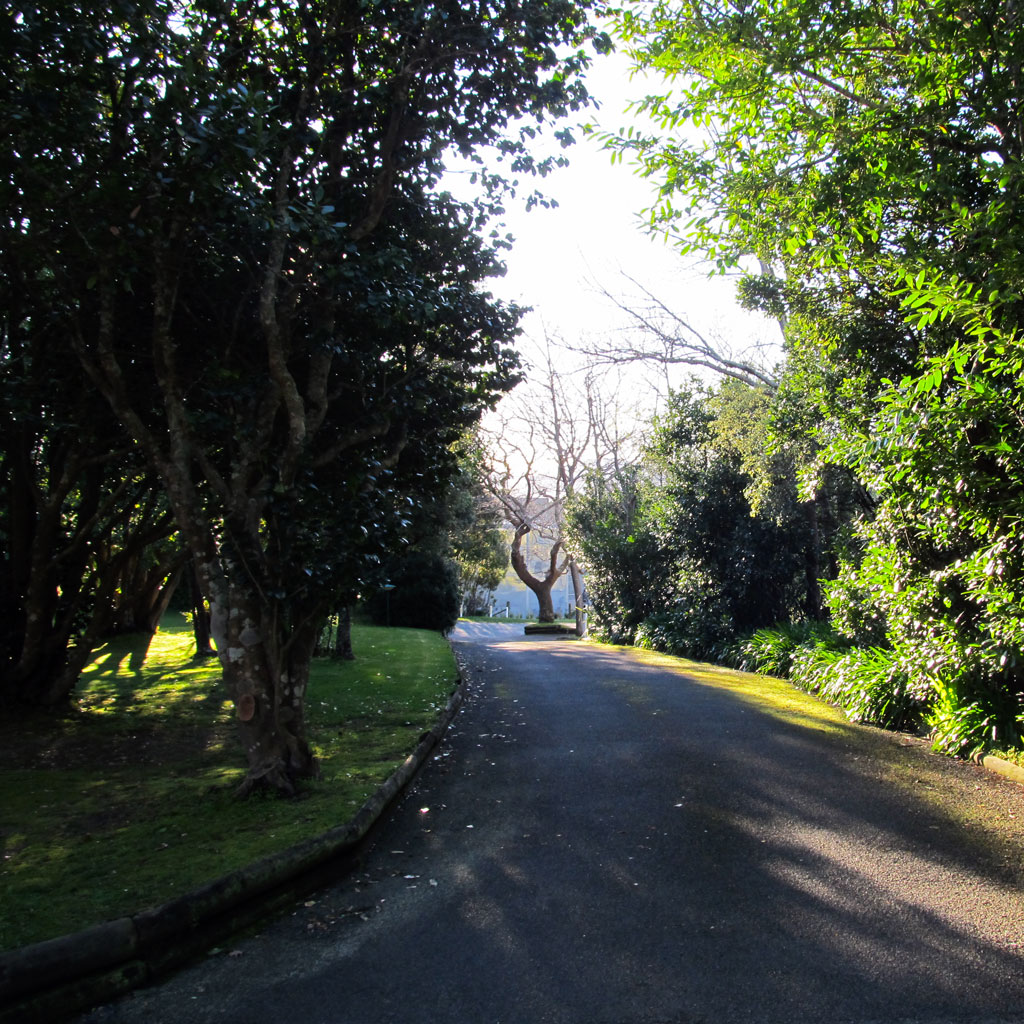 Driveway looking from house towards the road